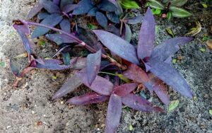 Tradescantia pallida