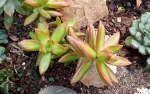 Sedum adolphi