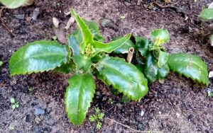 Kalanchoe daigremontiana