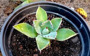 Agave parryi Engelm.