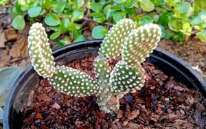 Opuntia microdasys