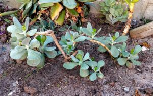 Cotyledon orbiculata Grey Leaf