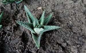 Gasterworthia Royal Highness