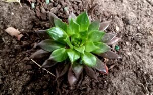 Echeveria 'Black Prince'