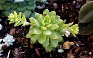 Echeveria 'Emerald Ripple'