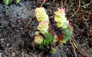 Crassula perforata