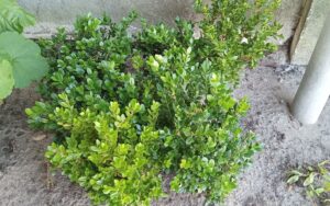 Buxus Faulkner
