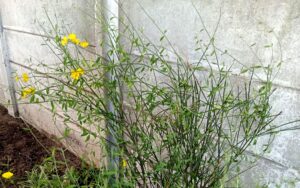 Spartium junceum 'Spanish Broom'
