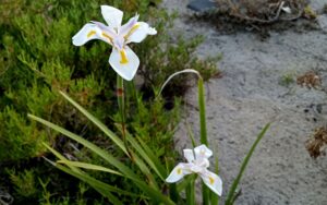 Dietes grandiflora