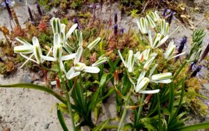 Albuca nelsonii