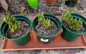 Crassula Ovata 'Skinny Fingers'