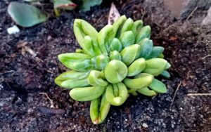 Pachyphytum Diamond