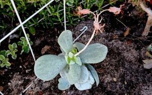 Cotyledon orbiculata var. undulata