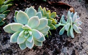 Echeveria Laui