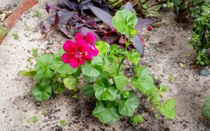 Pelargonium peltatum