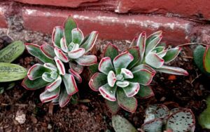 Echeveria pulvinata Ruby