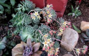 Echeveria derenbergii