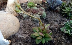 Anacampseros telephiastrum