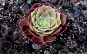 Aeonium halloween variegata
