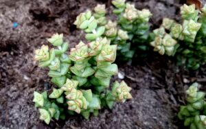 Crassula 'Baby's Necklace'
