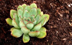 Echeveria pulidonis