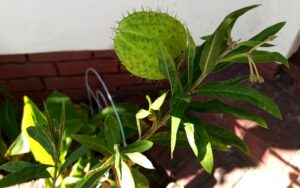 Gomphocarpus physocarpus