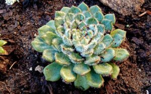 Echeveria setosa 'Spiderweb'