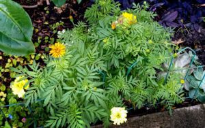 Tagetes erecta 'Marigold'