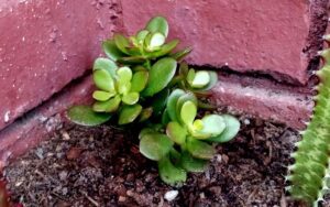 Crassula Ovata Minor
