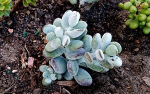 Pachyphytum oviferum