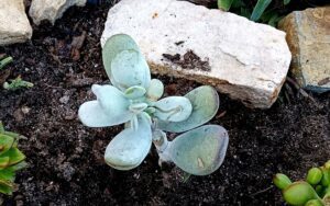 Cotyledon obesa