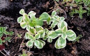 Coleus Neochilus "Peppermint Cream"
