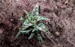 Aloe (Hybrid)