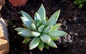 Pachyphytum hookerii