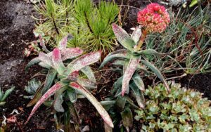 Crassula perfoliata
