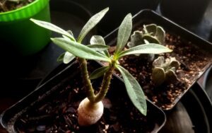 Pachypodium bispinosum