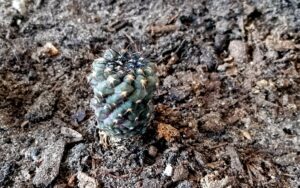 Copiapoa humilis (Chinna Cactus)