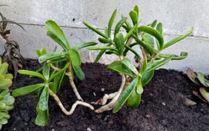 Cotyledon orbiculata #2