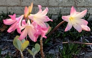 Amaryllis belladonna