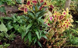 Strobilanthes anisophyllus
