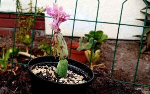 Baculellum articulatum