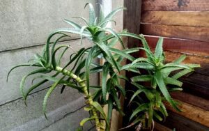 Aloe arborescens