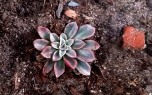 Echeveria 'Blue Prince'