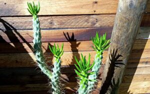 Austrocylindropuntia cylindrica