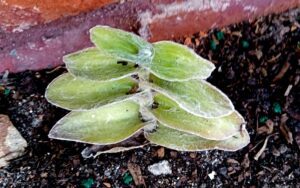 Tradescantia sillamontana Matuda