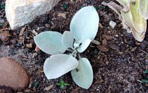 Kalanchoe orgyalis