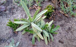 Cotyledon orbiculata var. oblonga (#2)