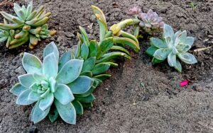 Echeveria chihuahuaensis