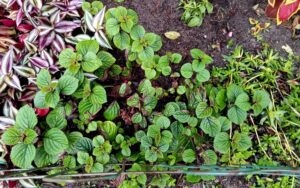 Plectranthus ciliatus