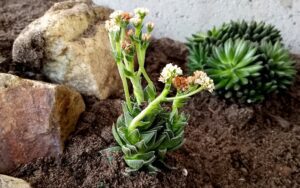 Crassula 'Frosty'